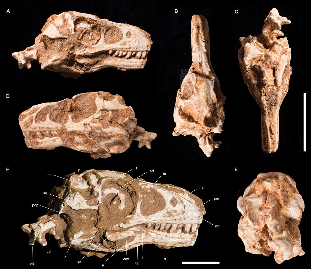 Il cranio del dinosauro. Credit: Historical Biology