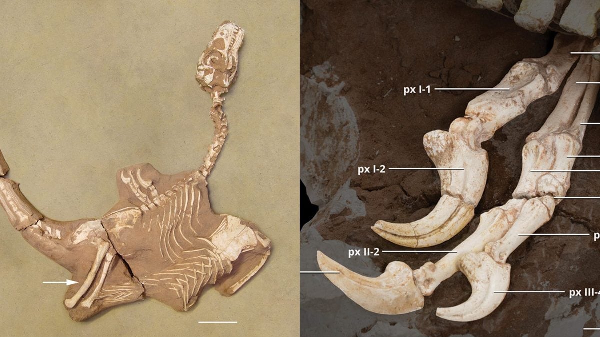 A sinistra il fossile completo di Shri rapax, a destra dettaglio dei formidabili artigli. Credit: Historical Biology