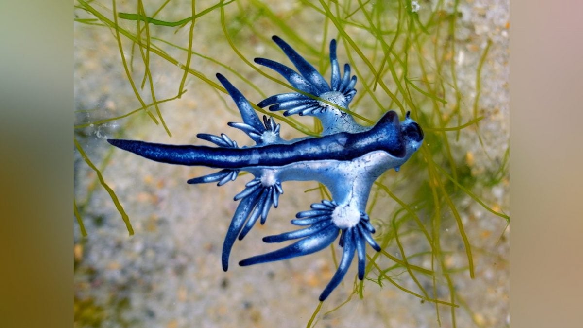 Un esemplare di drago blu. Credit: iStock