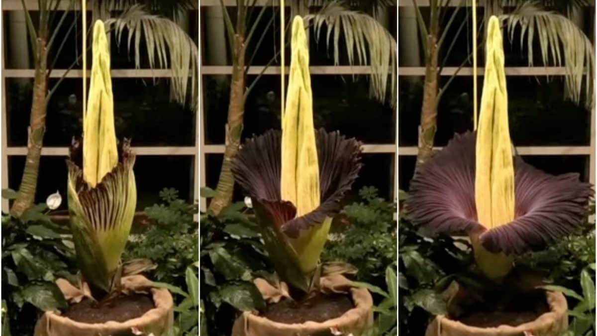 GIARDINO BOTANICO UNIVERSITA’ DI VARSAVIA | La fioritura dell’esemplare dell’Amorphophallus titanum