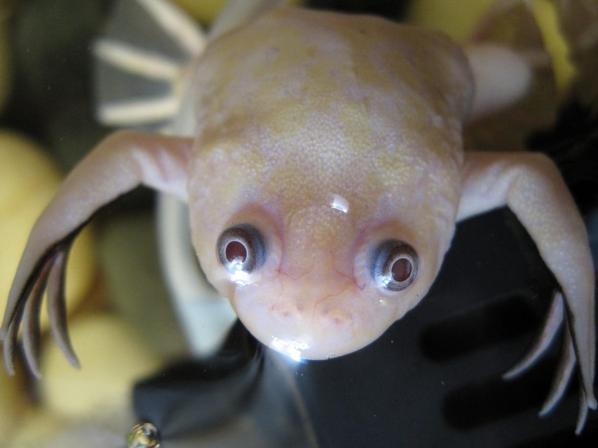 Rospi albini creati in laboratorio, uno studio in Australia spiega perché sono così rari