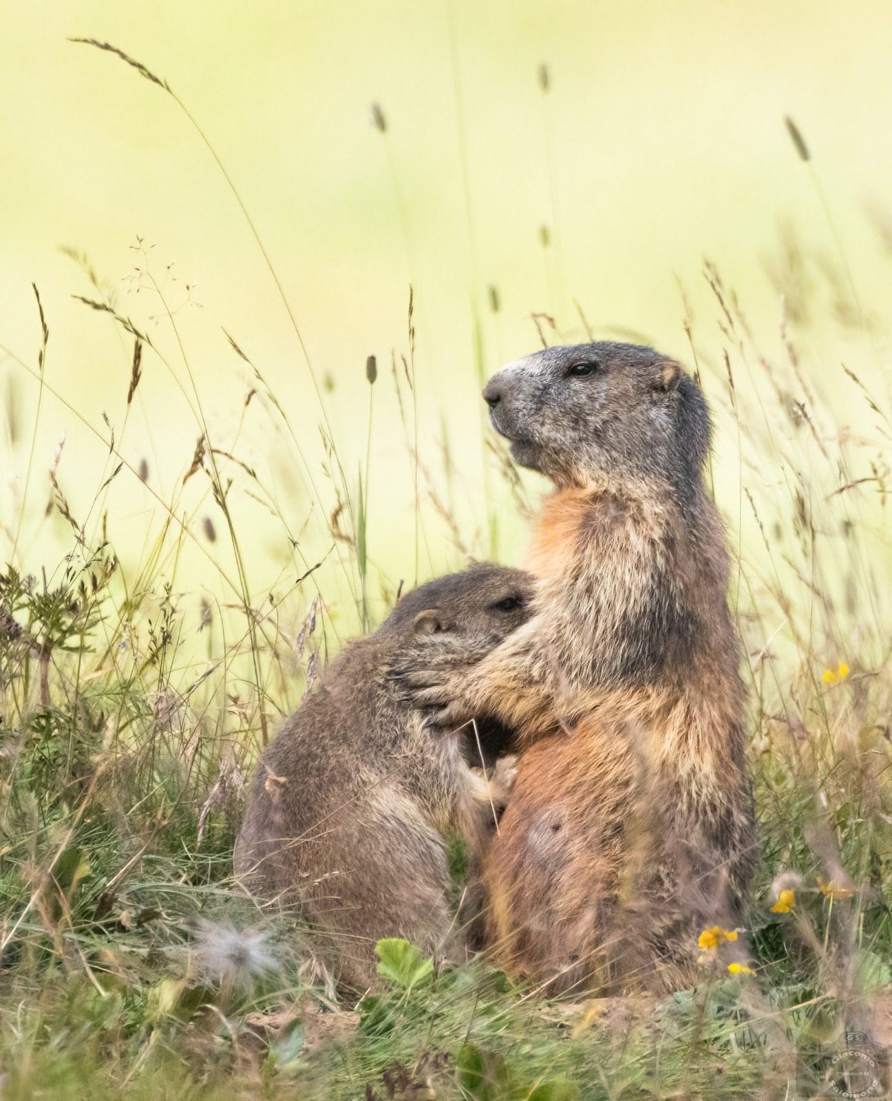 Mamma marmotta col suo piccolo. Credit: Giacomo Salomone