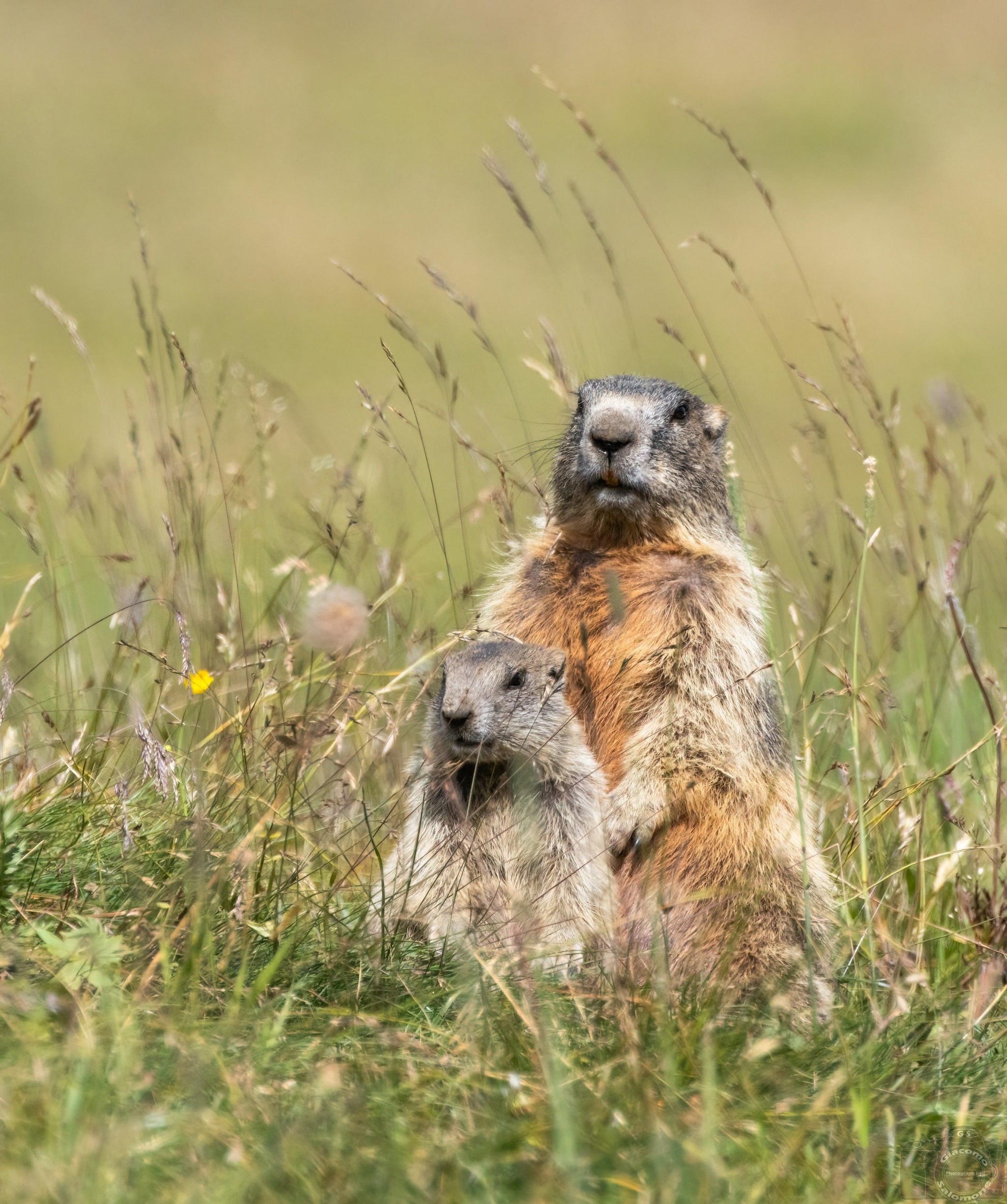 Mamma marmotta col suo piccolo. Credit: Giacomo Salomone