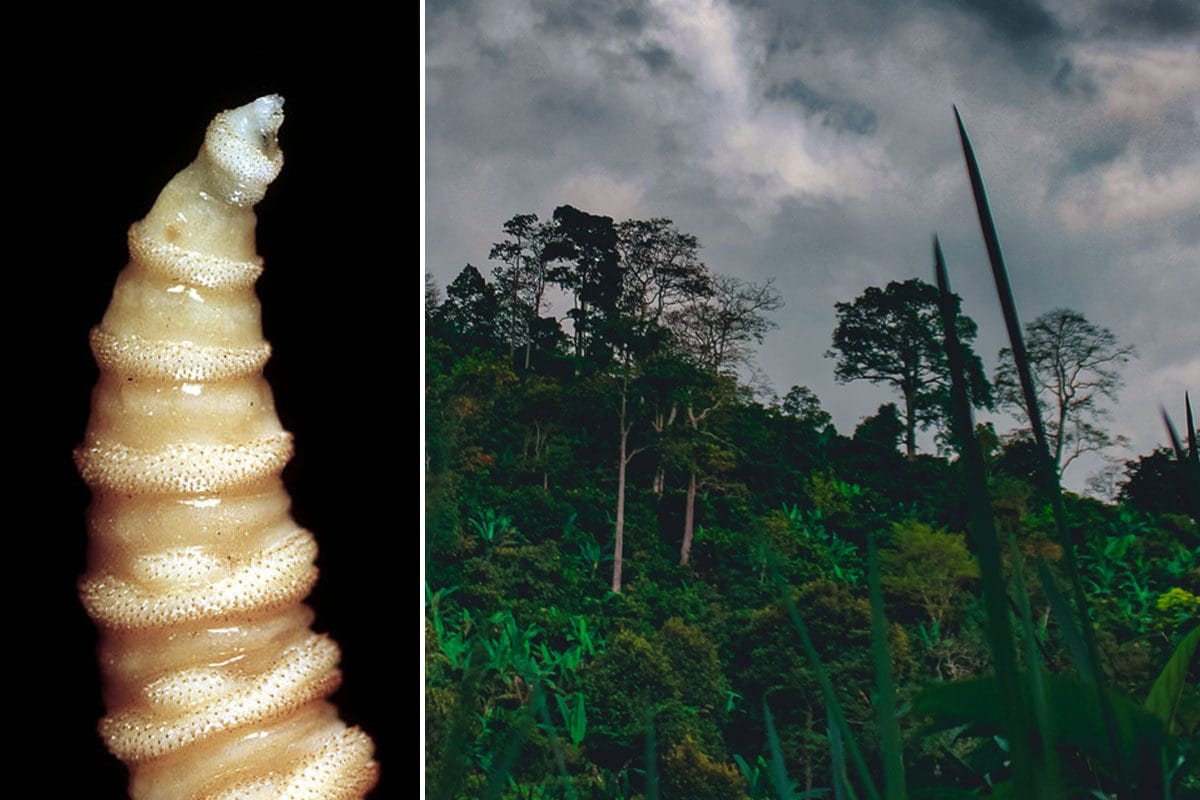 Larva “mangia-carne” Cochliomyia hominivorax, cos’è e dove si trova la mosca parassita che attacca l’uomo