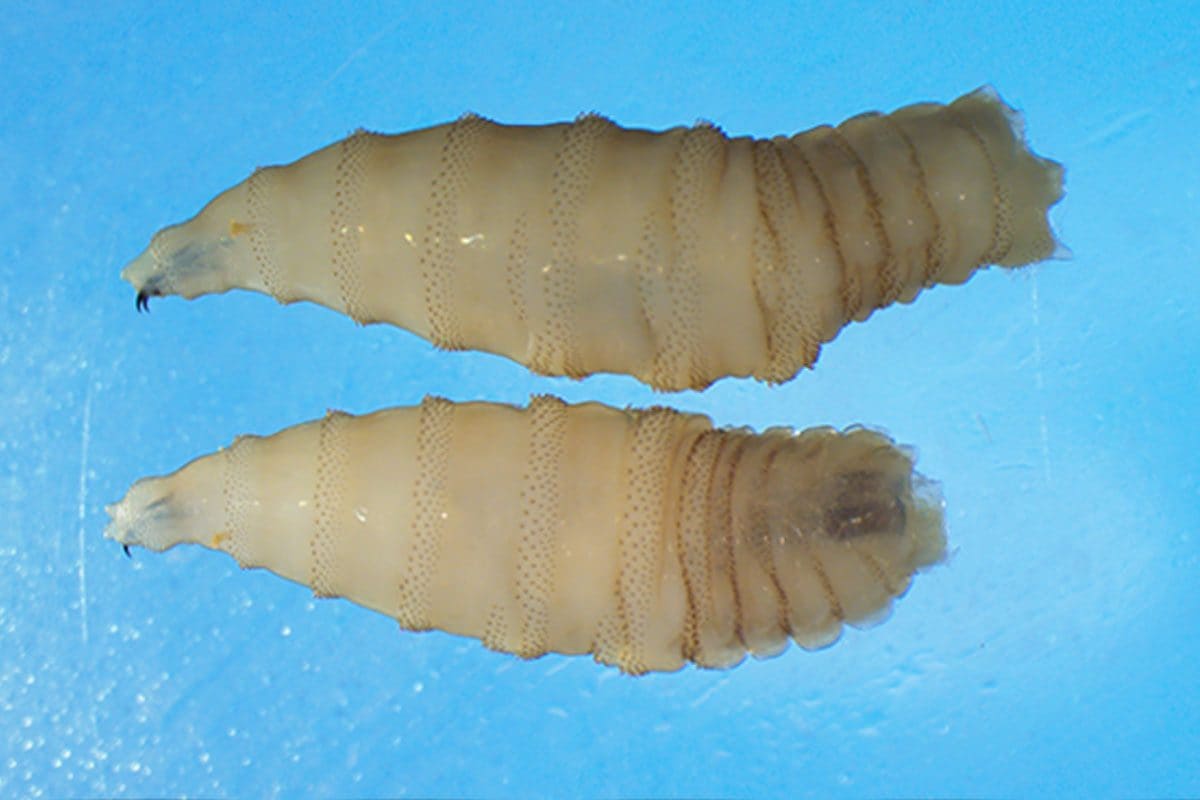 Larve di Cochliomyia hominivorax, una specie di mosca parassita che infesta i tessuti vivi di animali e persone / Credit: CDC