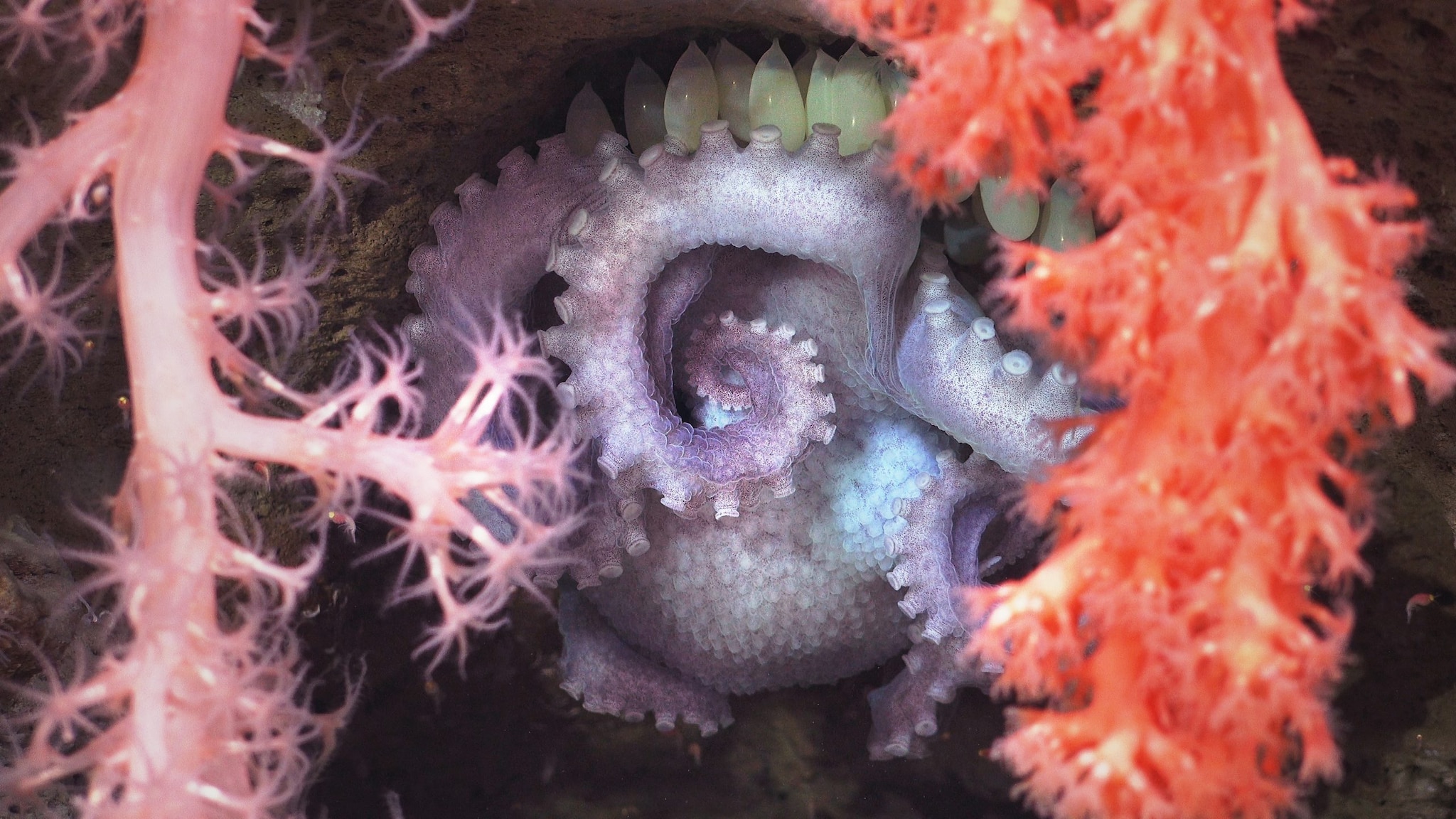 Mamma polpo protegge le uova. Credit: ROV SuBastian/Schmidt Ocean Institute