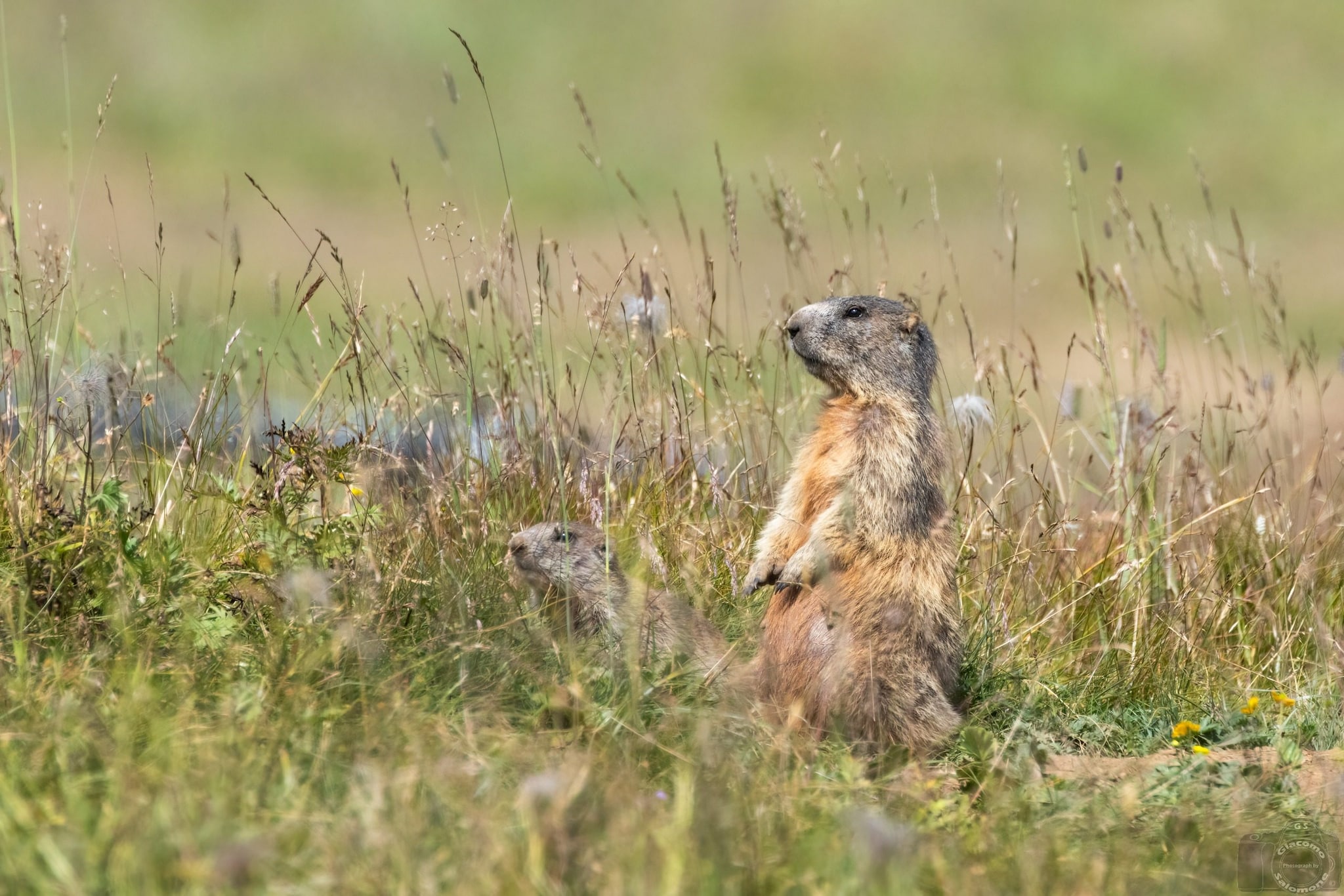 Mamma marmotta col suo piccolo. Credit: Giacomo Salomone