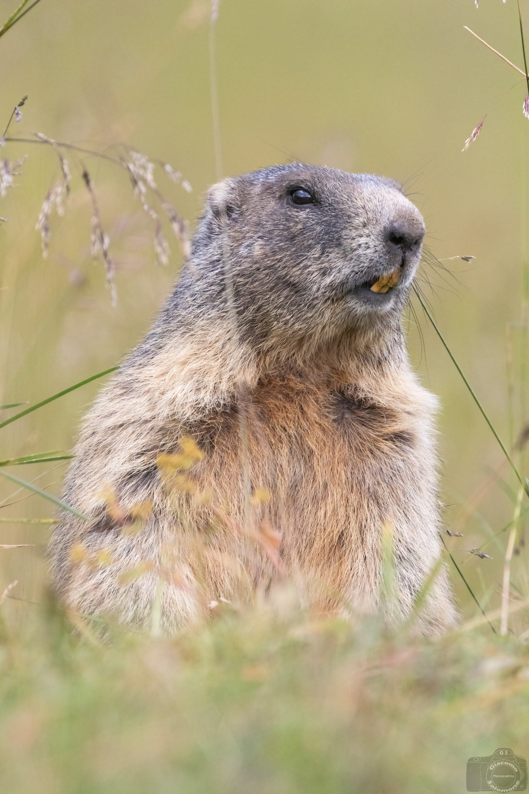 Una marmotta. Credit: Giacomo Salomone