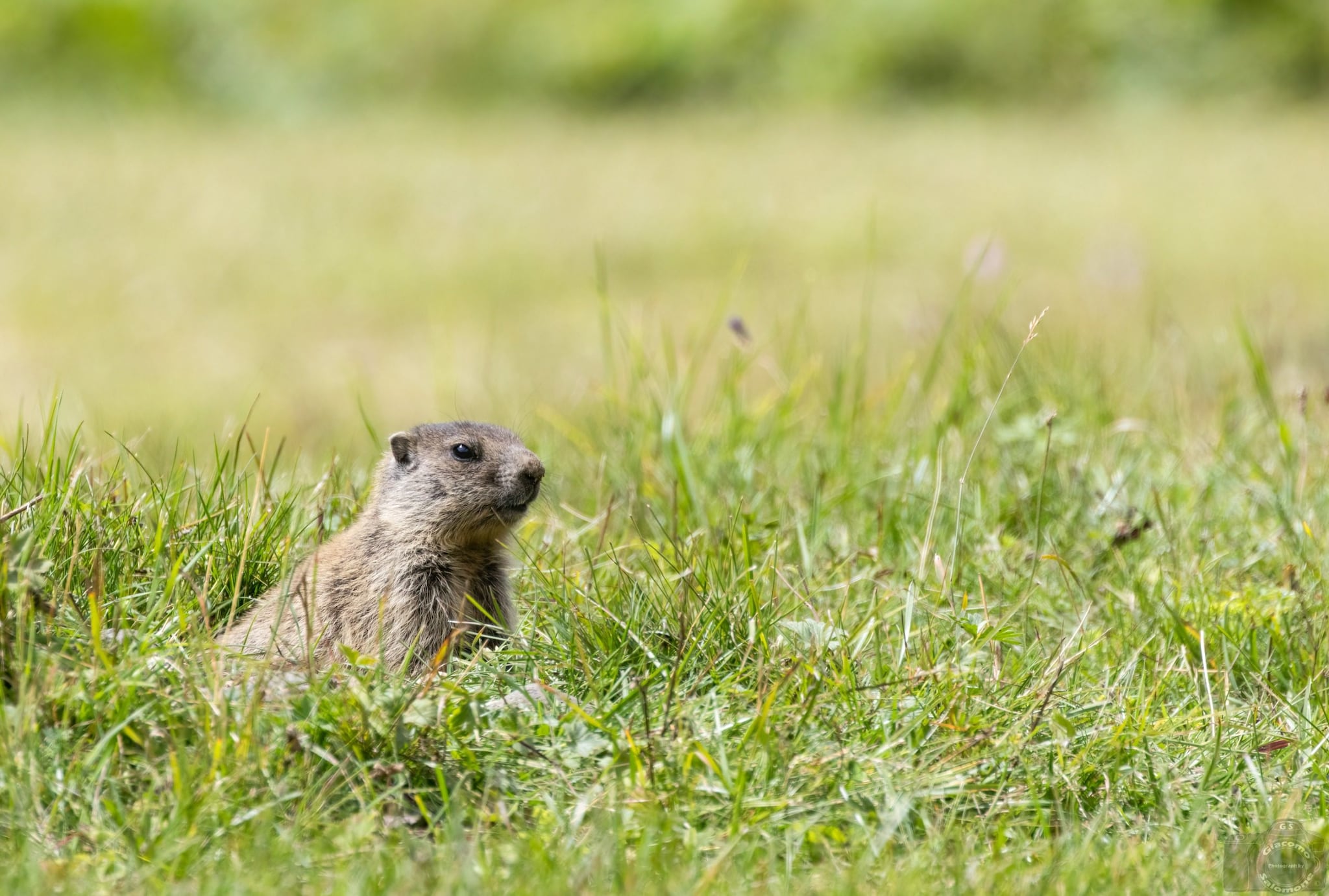 Giovane marmotta. Credit: Giacomo Salomone