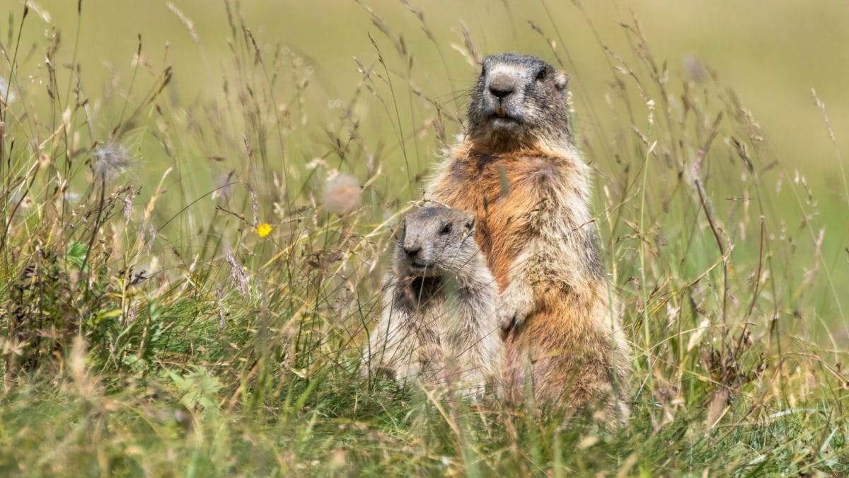 Mamma marmotta col suo piccolo. Credit: Giacomo Salomone