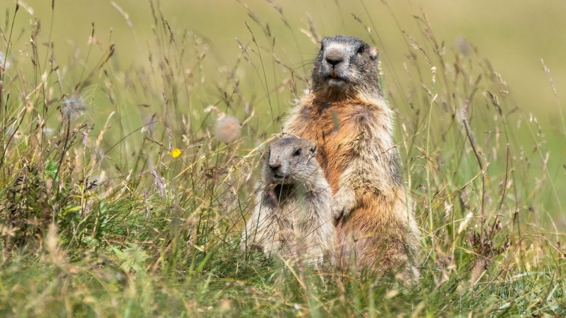 Le tenere immagini di mamma marmotta col suo piccolo in Trentino, il fotografo: “Scena emozionante”