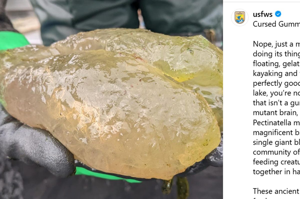 Strana massa gelatinosa emerge da un lago degli Stati Uniti, la scoperta durante un giro in kayak