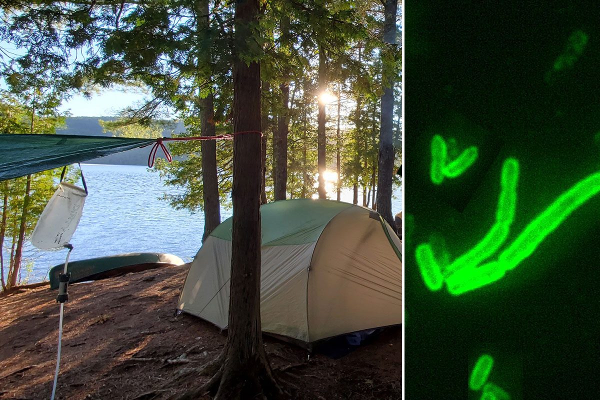 Uomo positivo alla peste in California, era in vacanza in un campeggio sul lago Tahoe