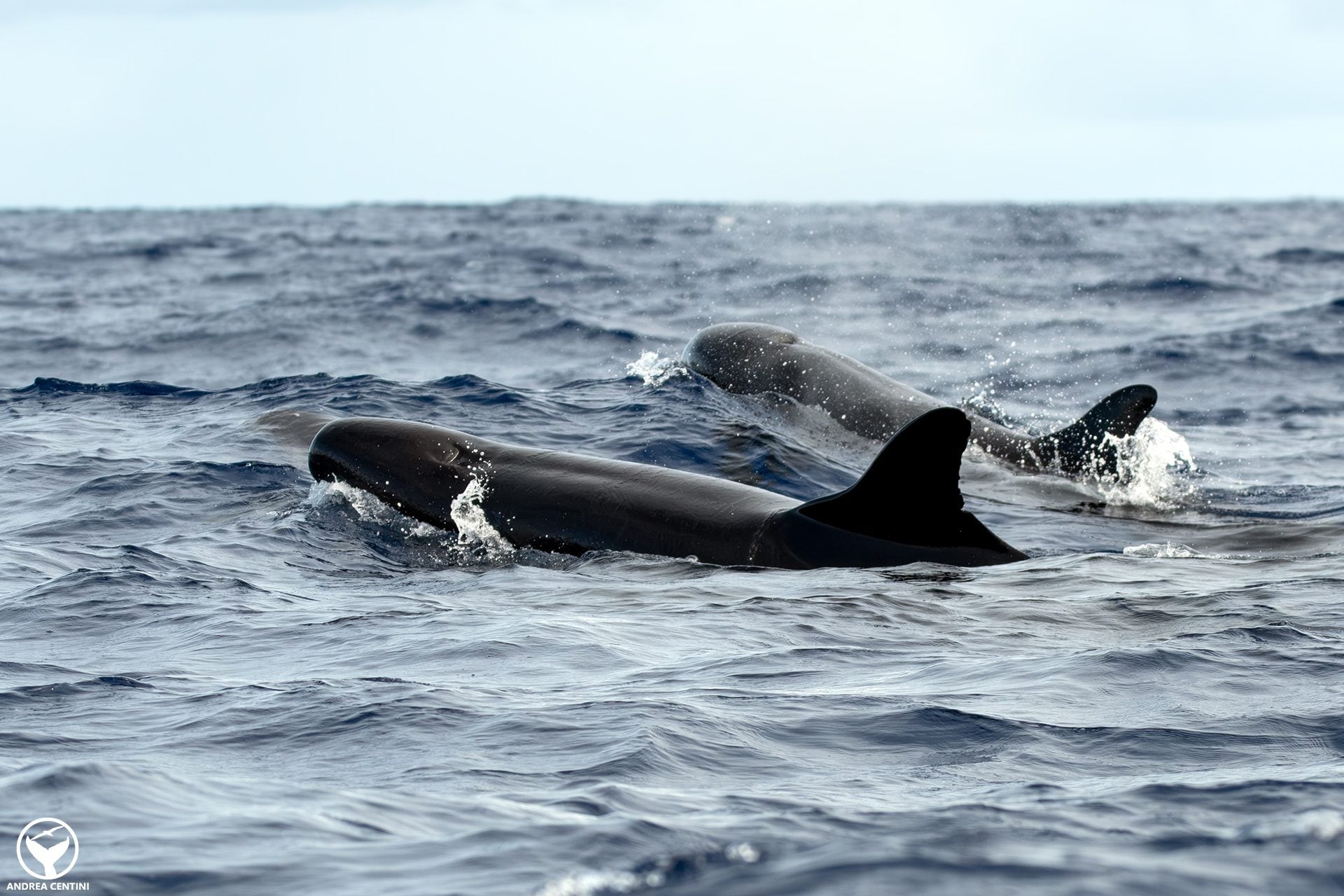 Abbiamo incontrato le pseudorche alle Azzorre: le magnifiche immagini dall'Oceano Atlantico