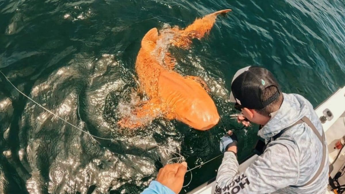 Lo squalo arancione avvistato nel Mar dei Caraibi. Credit: Garvin Watson / Parismina Domus Dei