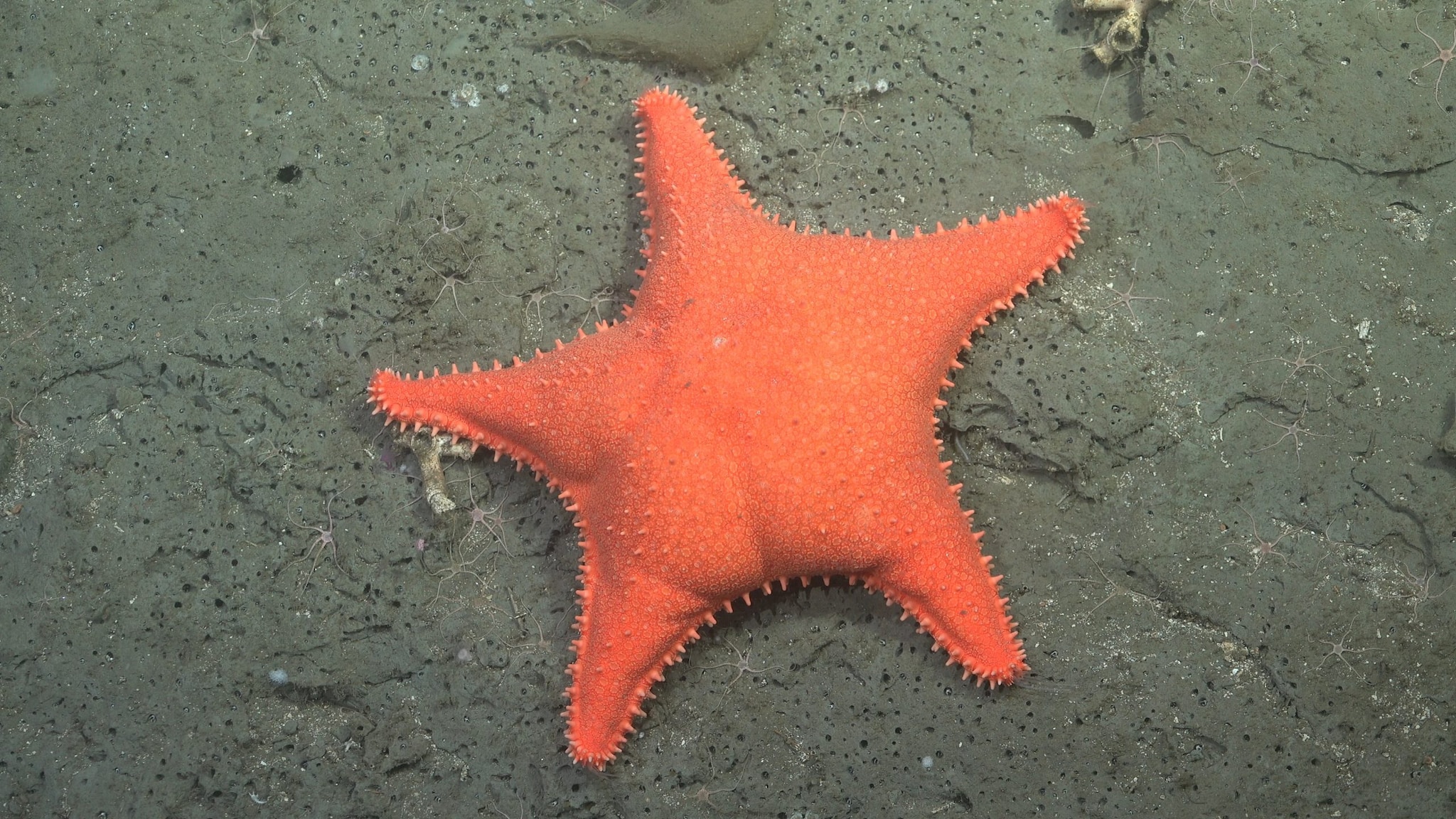 La stella marina che ricorda Patrick Stella di Spongebob. Credit: ROV SuBastian/Schmidt Ocean Institute