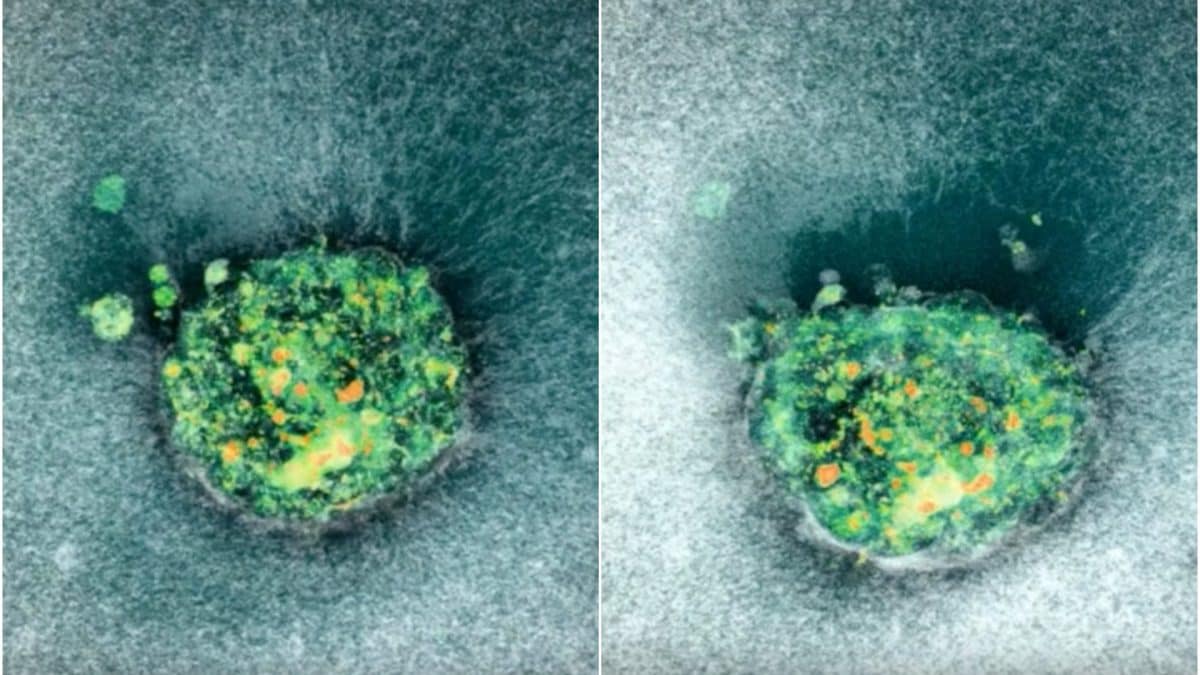 INSTITUTO DI BIOINGEGNERIA DELLA CATALOGNA (IBEC) | Screenshot dal video che mostra il momento in cui l’embrione penetra nella piattaforma che simula l’utero