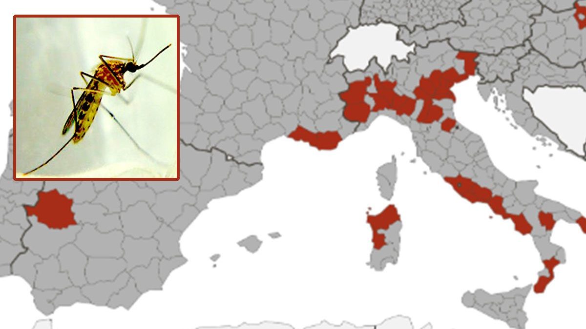 Casi di virus West Nile in Europa, l’Italia è la più colpita