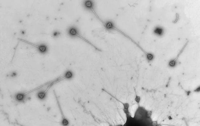 Particelle virali di PelV–1. Credit: Gajigan et al / bioRxiv