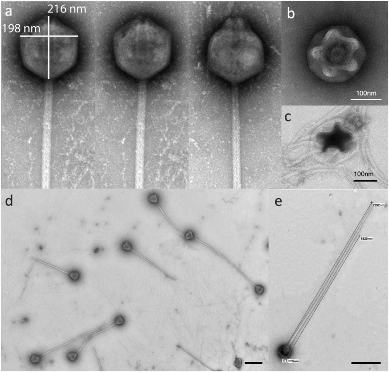 Particelle virali di PelV–1. Credit: Gajigan et al / bioRxiv