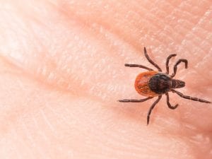 Cos&#8217;è la malattia di Lyme: sintomi e cause dell&#8217;infezione trasmessa dalle zecche
