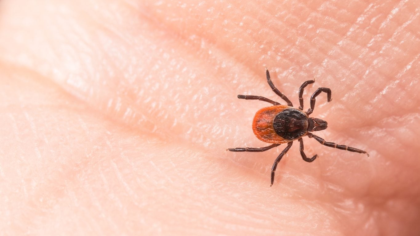 Cos'è la malattia di Lyme: sintomi e cause dell'infezione trasmessa dalle zecche