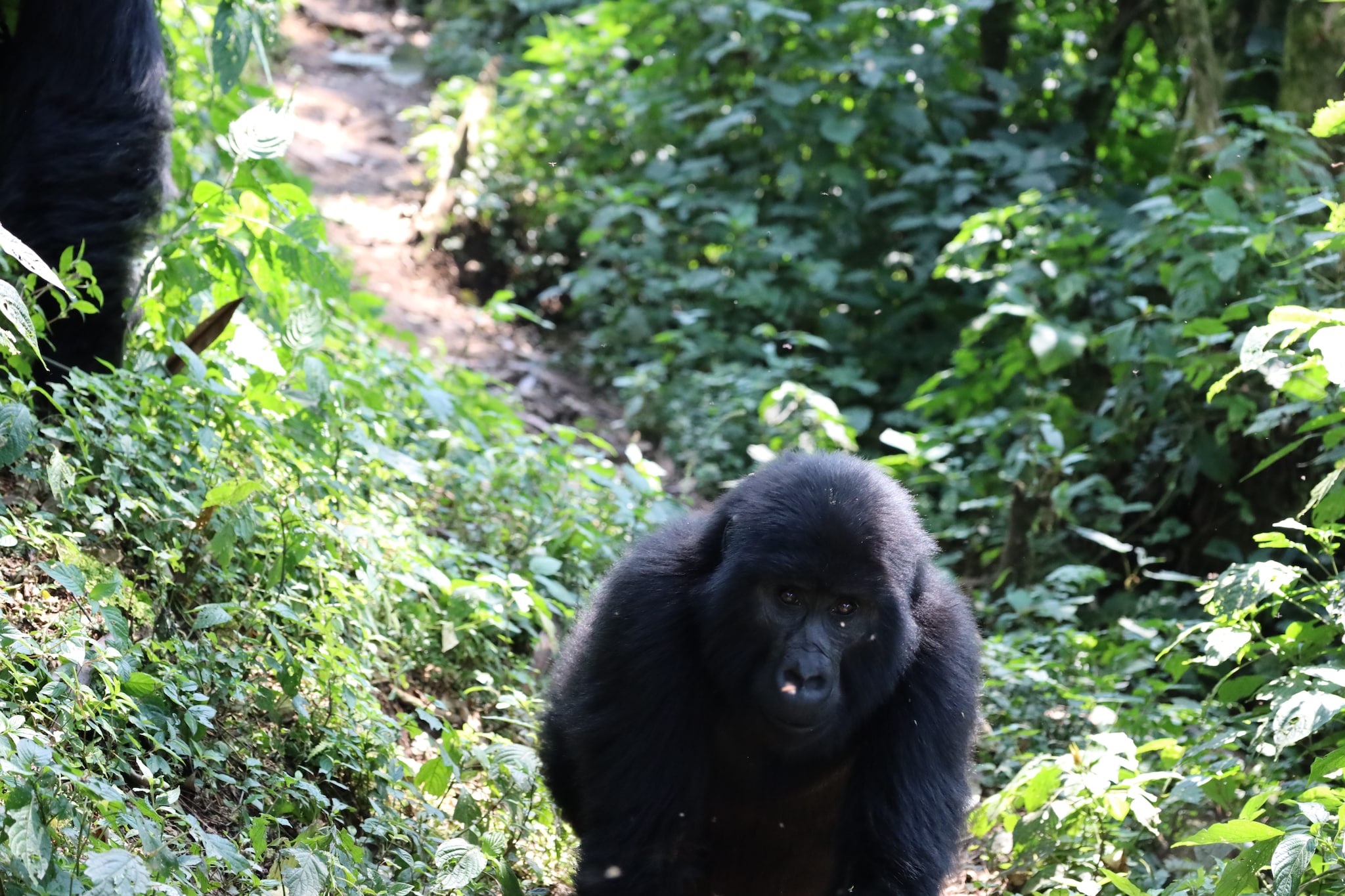 Gorilla di montagna. Credit: Sofia Bonicalza e Lorenzo Gordigiani