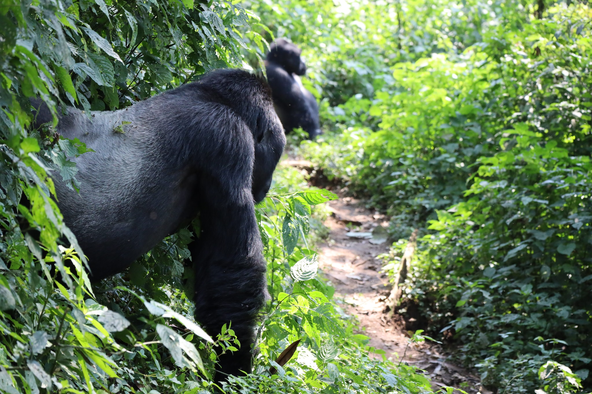 Gorilla di montagna. Credit: Sofia Bonicalza e Lorenzo Gordigiani