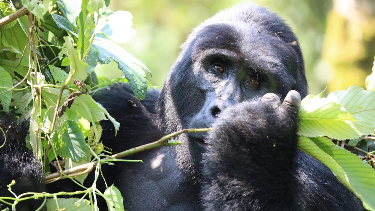 Gorilla di montagna. Credit: Sofia Bonicalza e Lorenzo Gordigiani