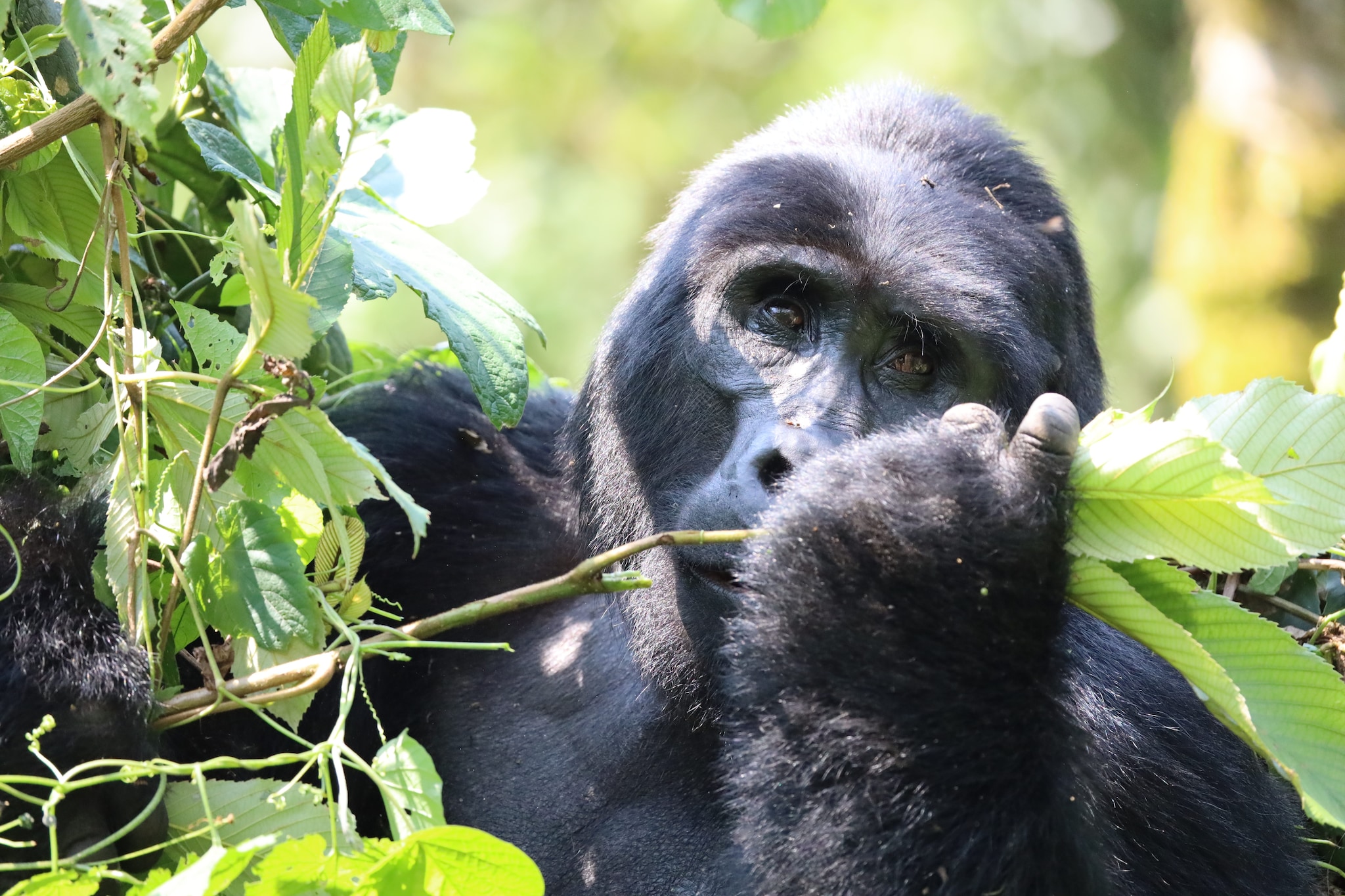 Nella Foresta Impenetrabile coi gorilla, il racconto di due biologi italiani: “Meraviglia, ma c'è un lato oscuro”