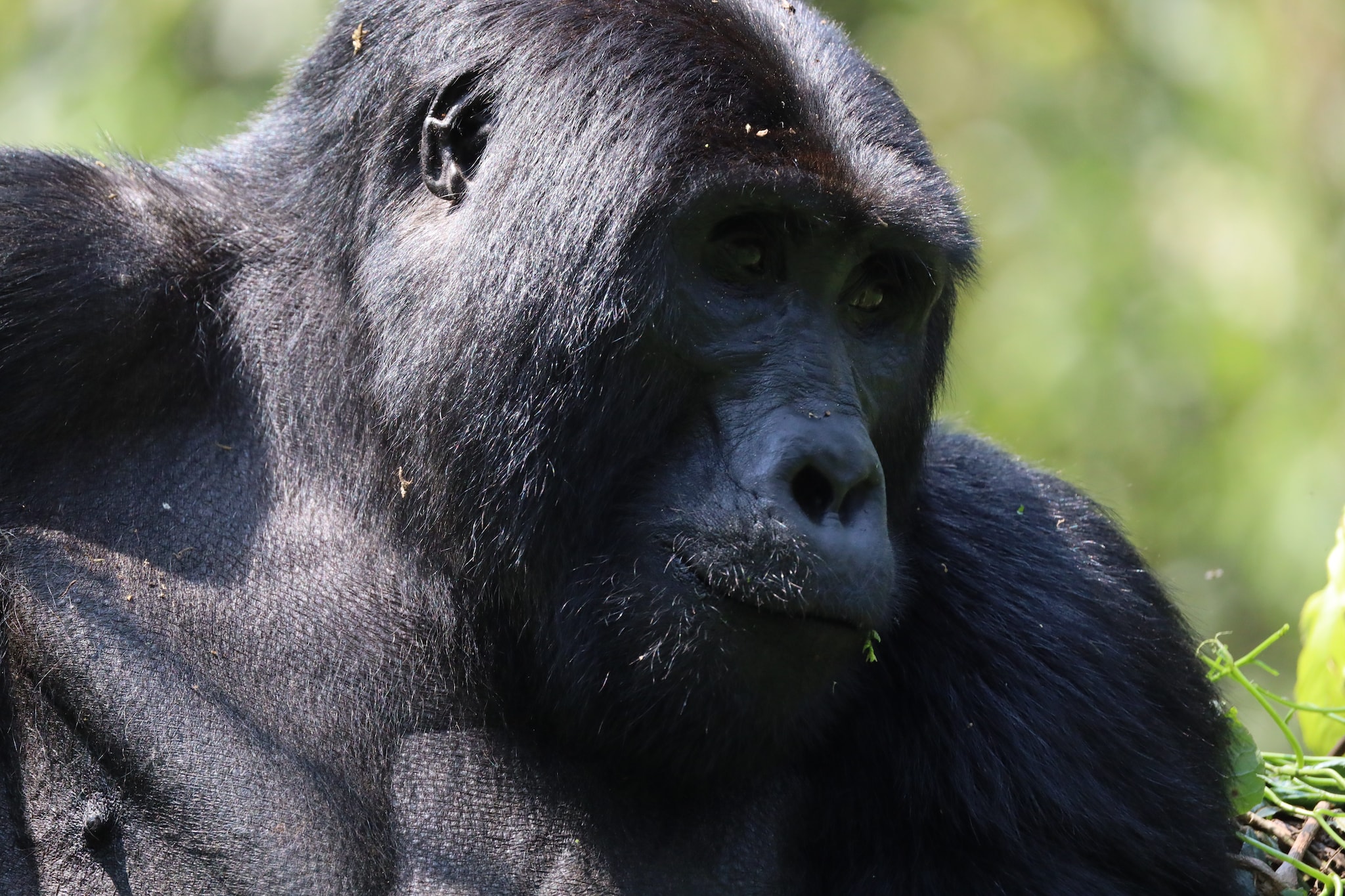 Gorilla di montagna. Credit: Sofia Bonicalza e Lorenzo Gordigiani