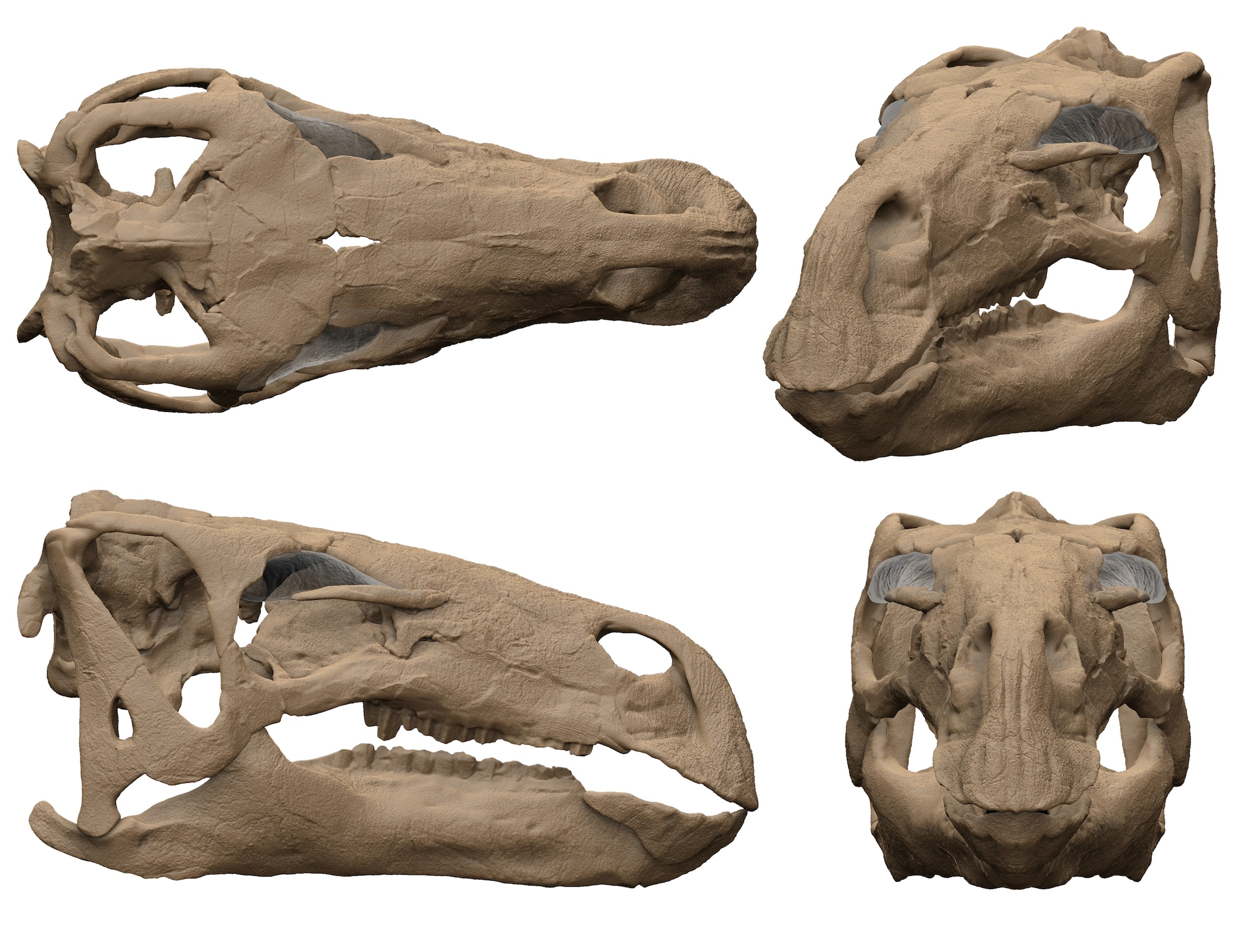 Ricostruzione in 3D del cranio di Cariocecus bocagei. Credit: Fabio Mancucci