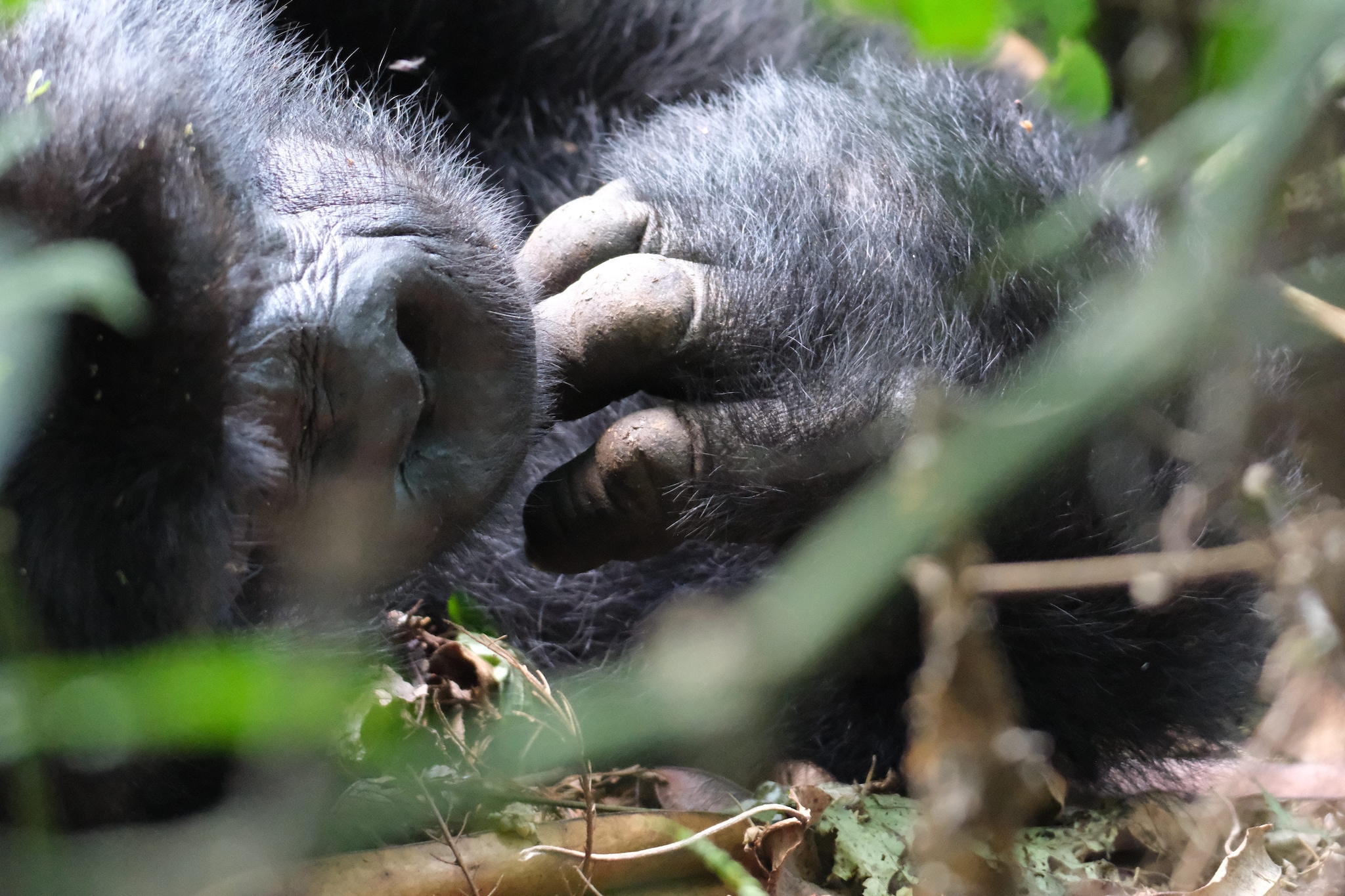 Gorilla di montagna. Credit: Sofia Bonicalza e Lorenzo Gordigiani