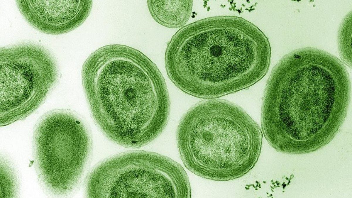 Prochlorococcus marinus. Credit: Wikipedia