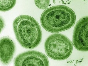 Prochlorococcusmarinuscov-300x225.jpg