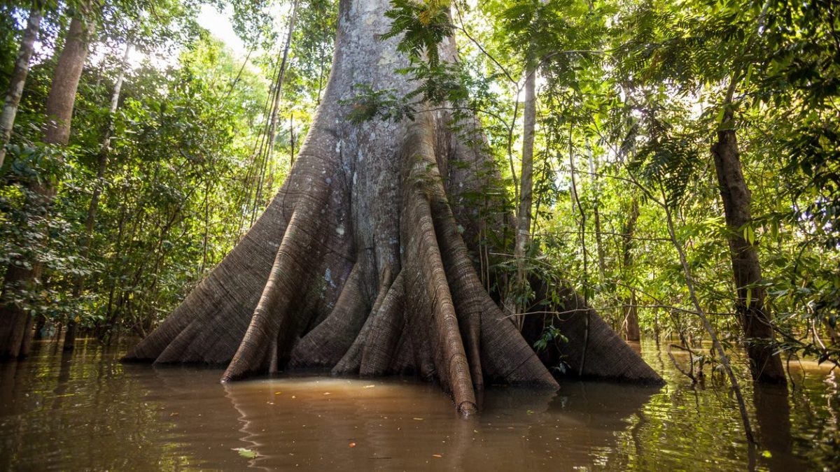Un grande albero della Foresta Amazzonica