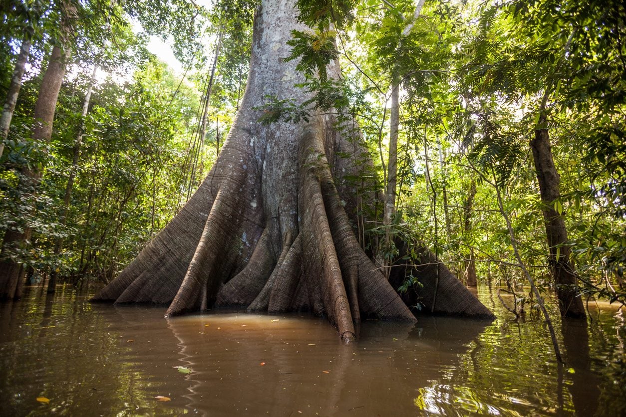 Perché gli alberi della Foresta Amazzonica stanno diventando sempre più grandi