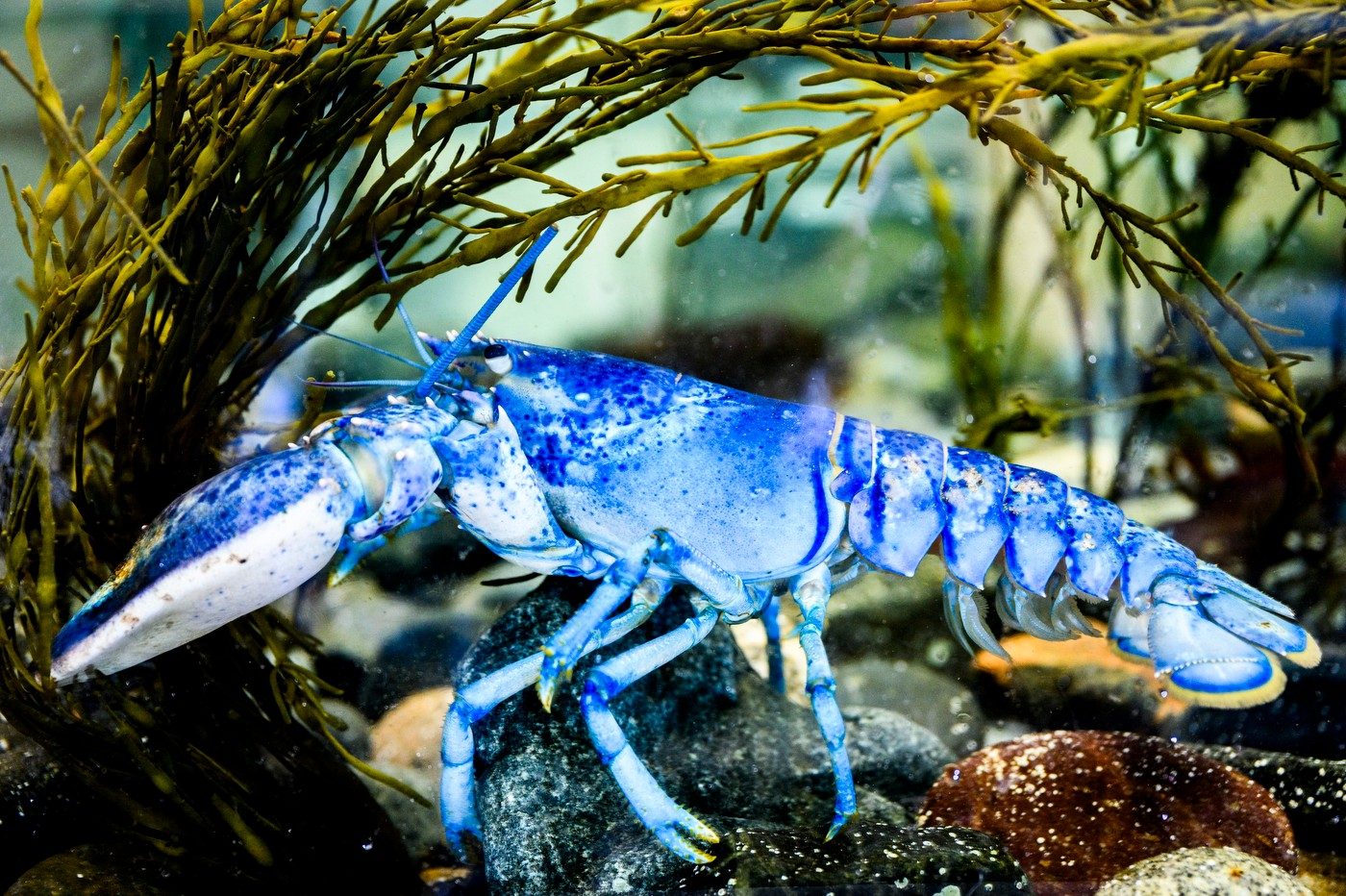 L’astice Neptune: Credit: Matthew Modoono/Northeastern University