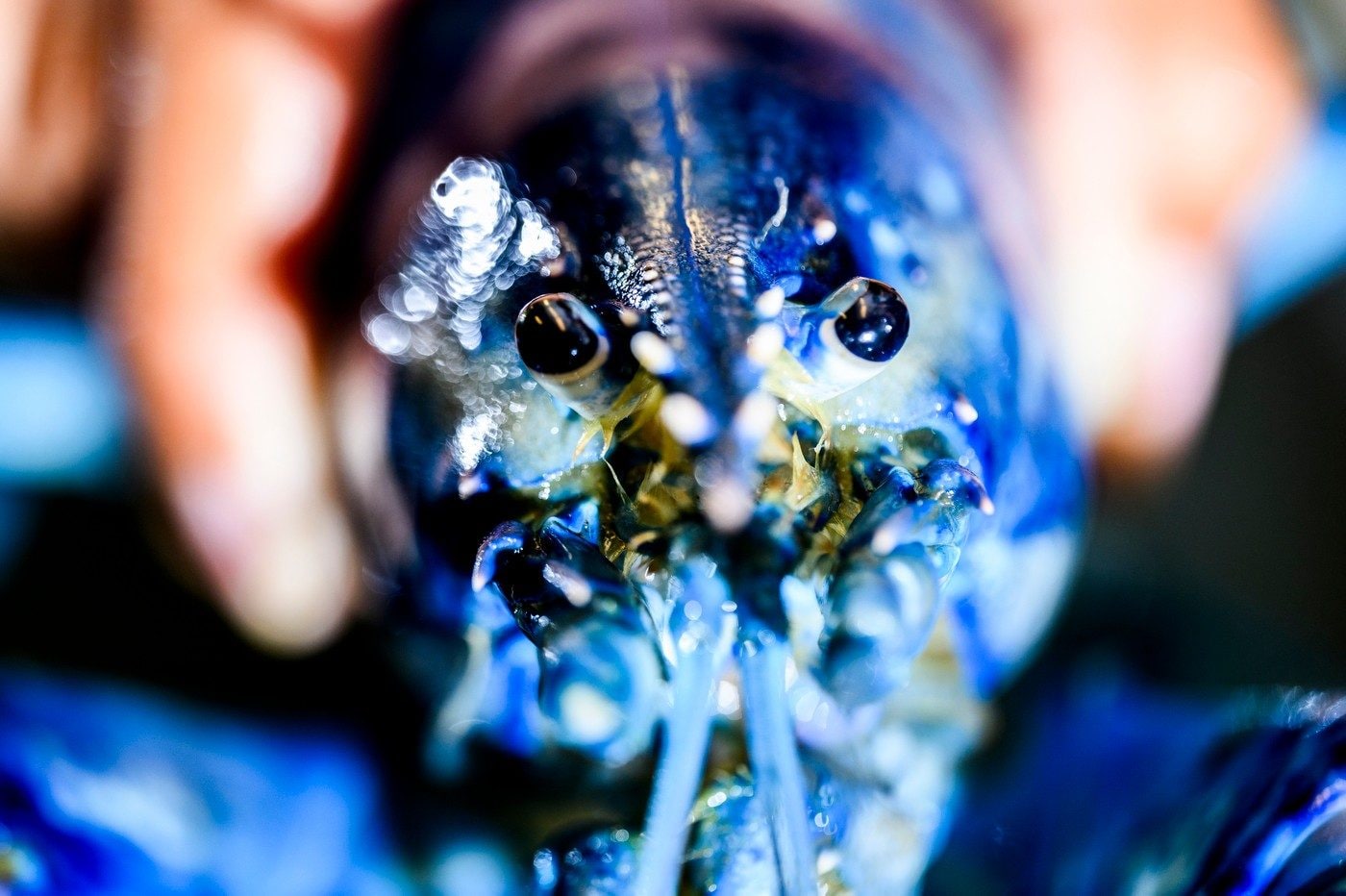 L’astice Neptune: Credit: Matthew Modoono/Northeastern University