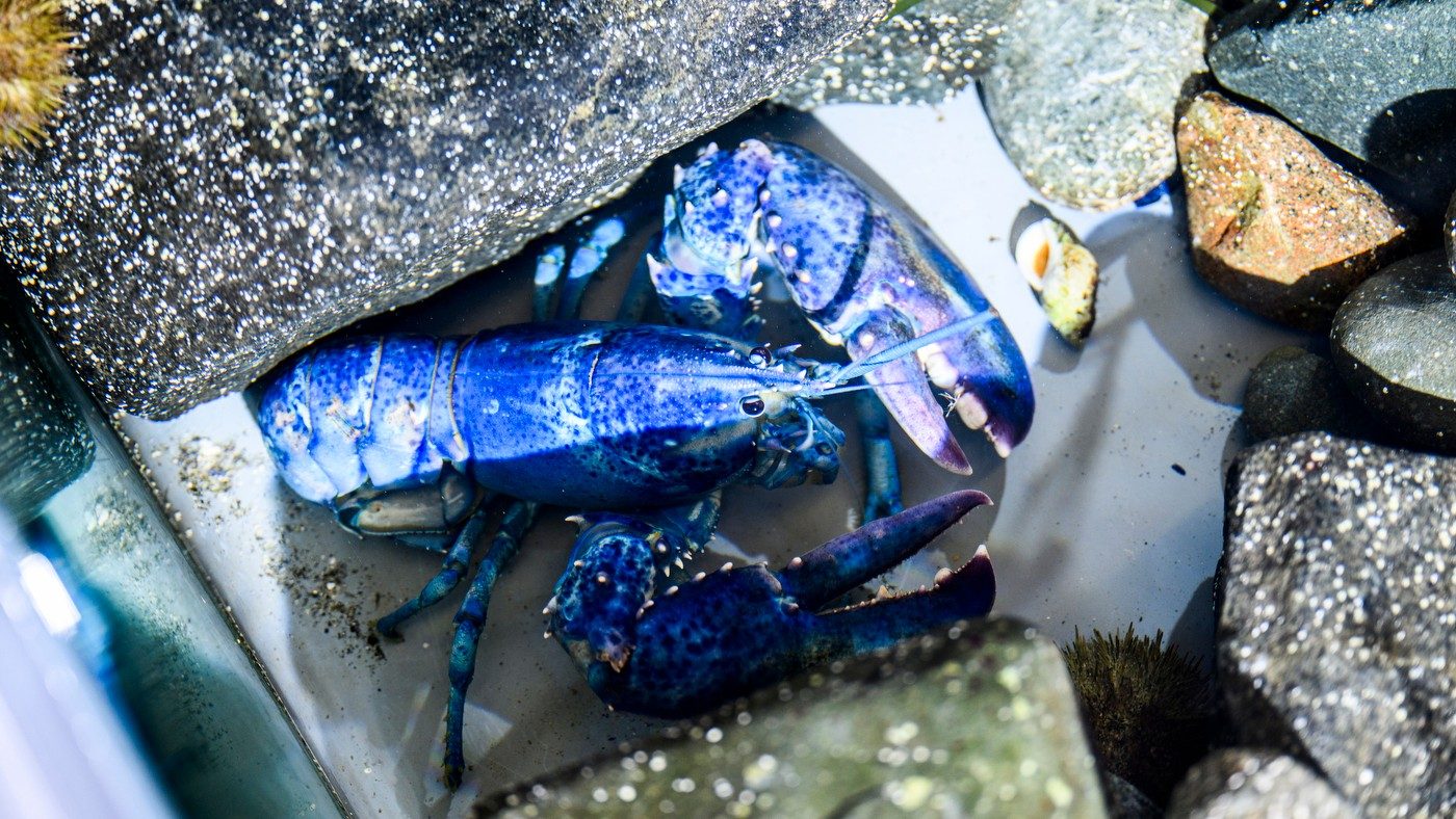 Rarissimo e meraviglioso astice blu elettrico catturato negli USA: "Neptune può vivere 100 anni"