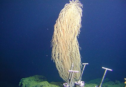 Il corallo Iridogorgia chewbacca. Credit: Università di Manoa/Yu Xi/Zootaxa