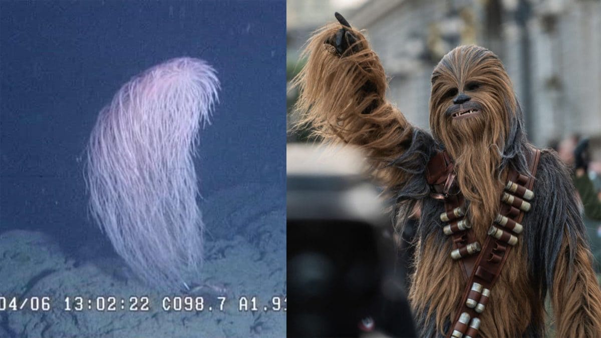 A sinistra il corallo Iridogorgia chewbacca (Credit: Università di Manoa/Yu Xi/Zootaxa), a destra il personaggio di Star Wars