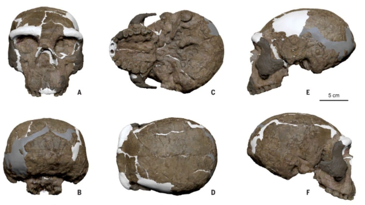 SCIENCE | Ricostruzione digitale del cranio Yunxian 2 dallo studio "The phylogenetic position of the Yunxian cranium elucidates the origin of Homo longi and the Denisovans"