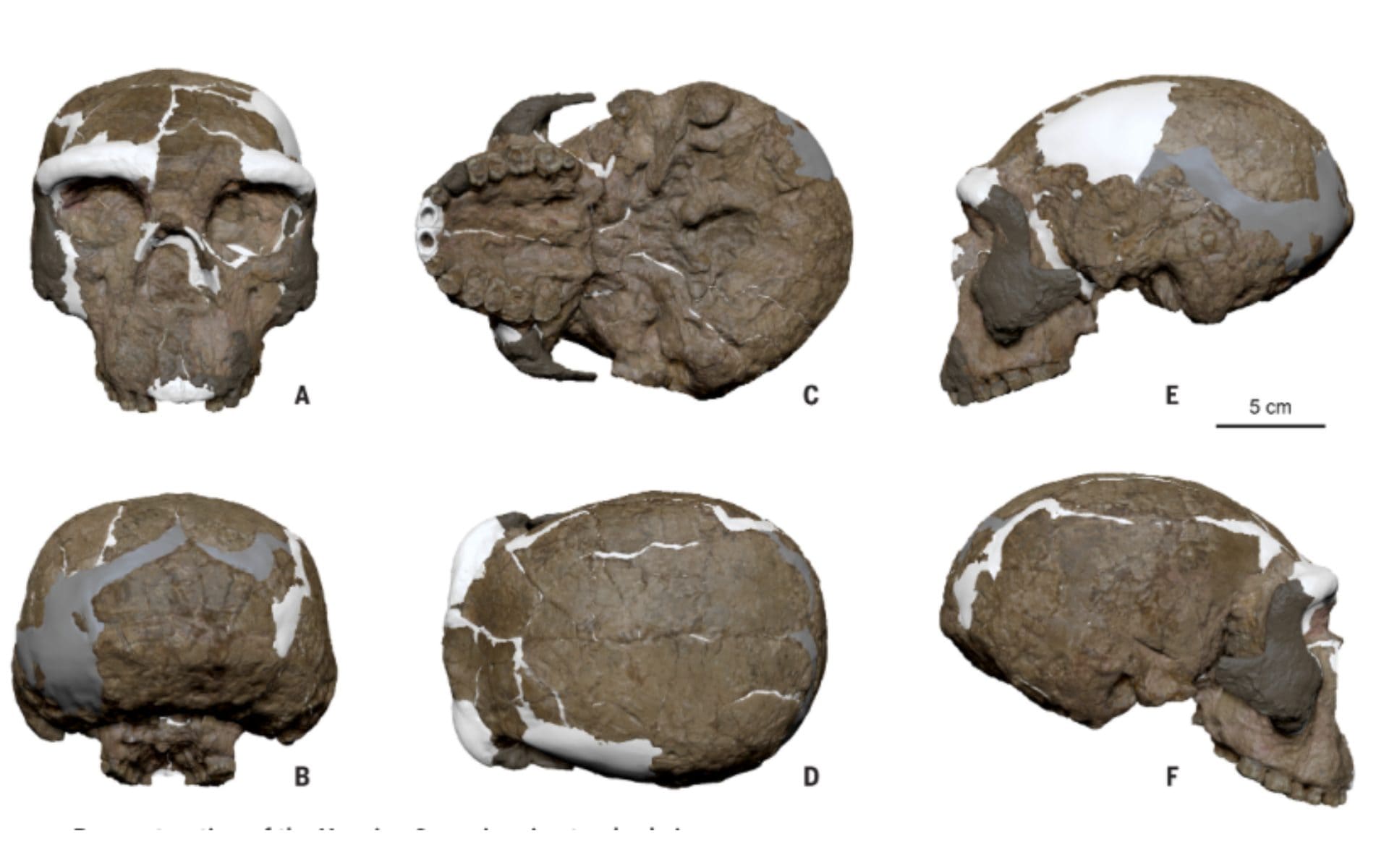 Un cranio di un milione di anni fa può riscrivere l'evoluzione umana, la scoperta: "Sembrava incredibile"