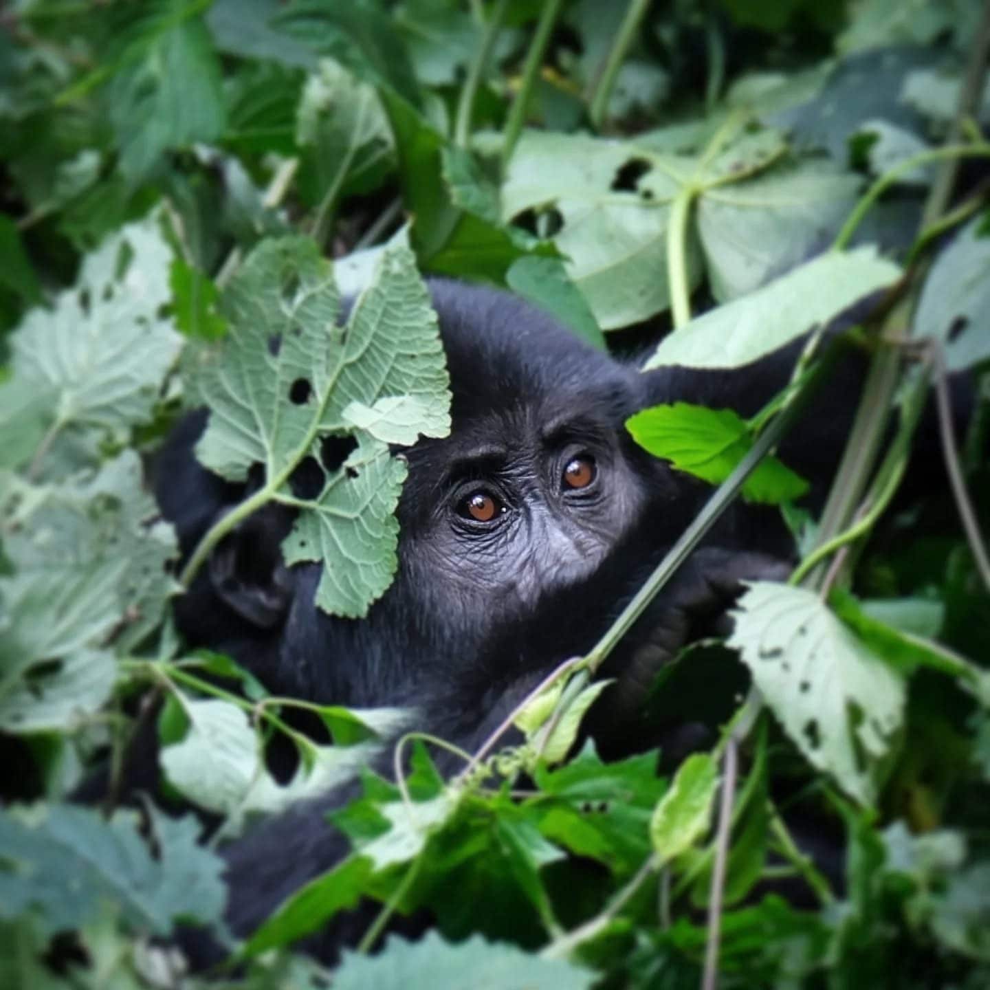 Gorilla di montagna. Credit: Sofia Bonicalza e Lorenzo Gordigiani