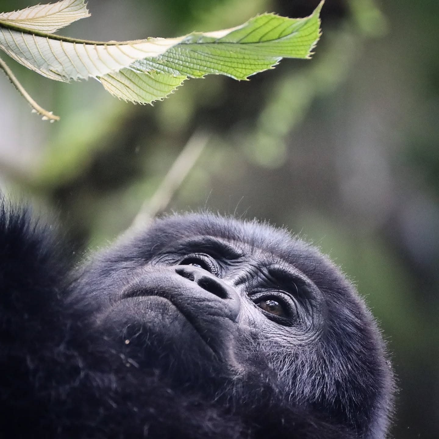 Gorilla di montagna. Credit: Sofia Bonicalza e Lorenzo Gordigiani