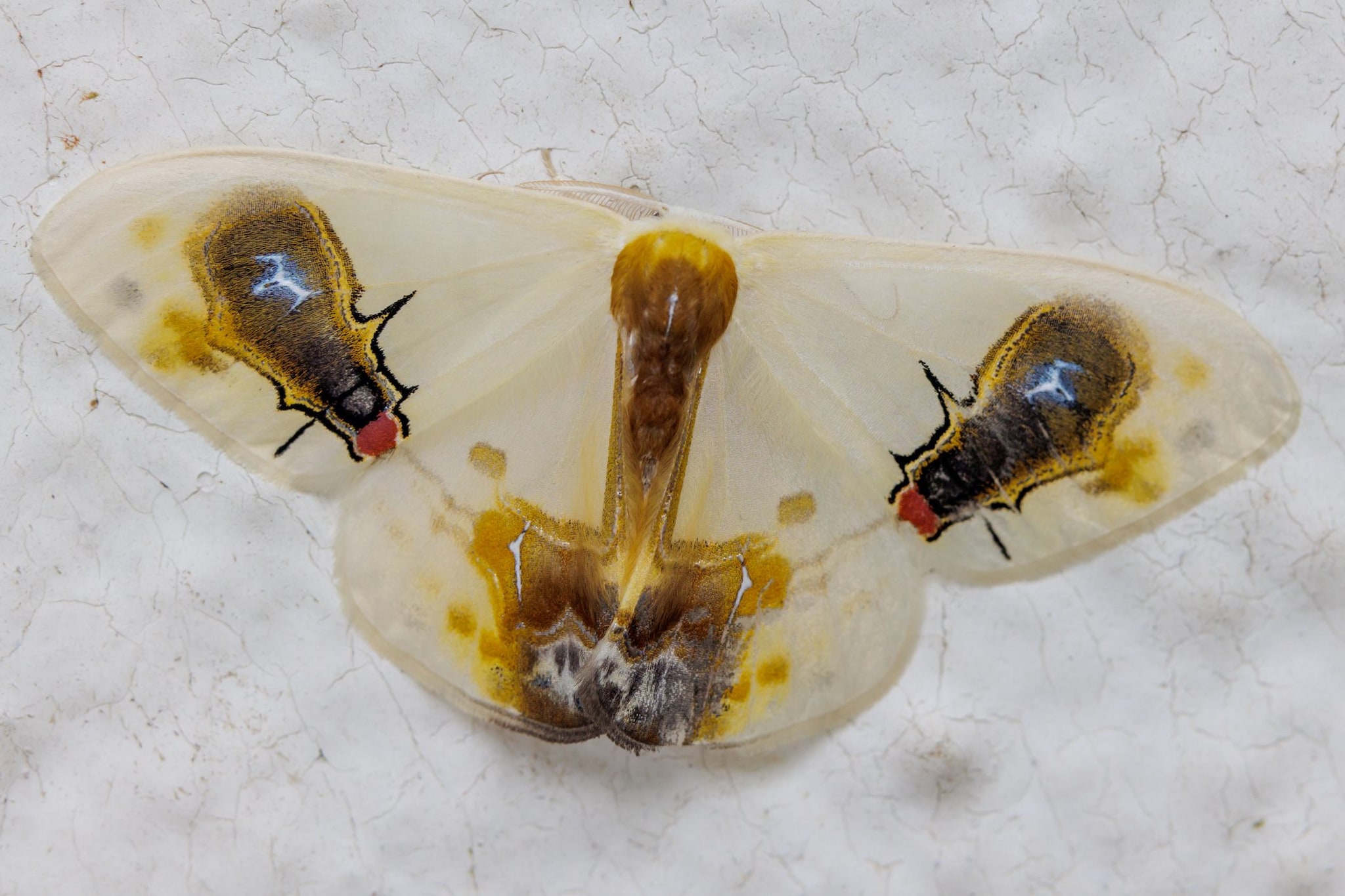 Il mimetismo di questa falena è un'opera d'arte dell'inganno: così Macrocilix maia elude i predatori