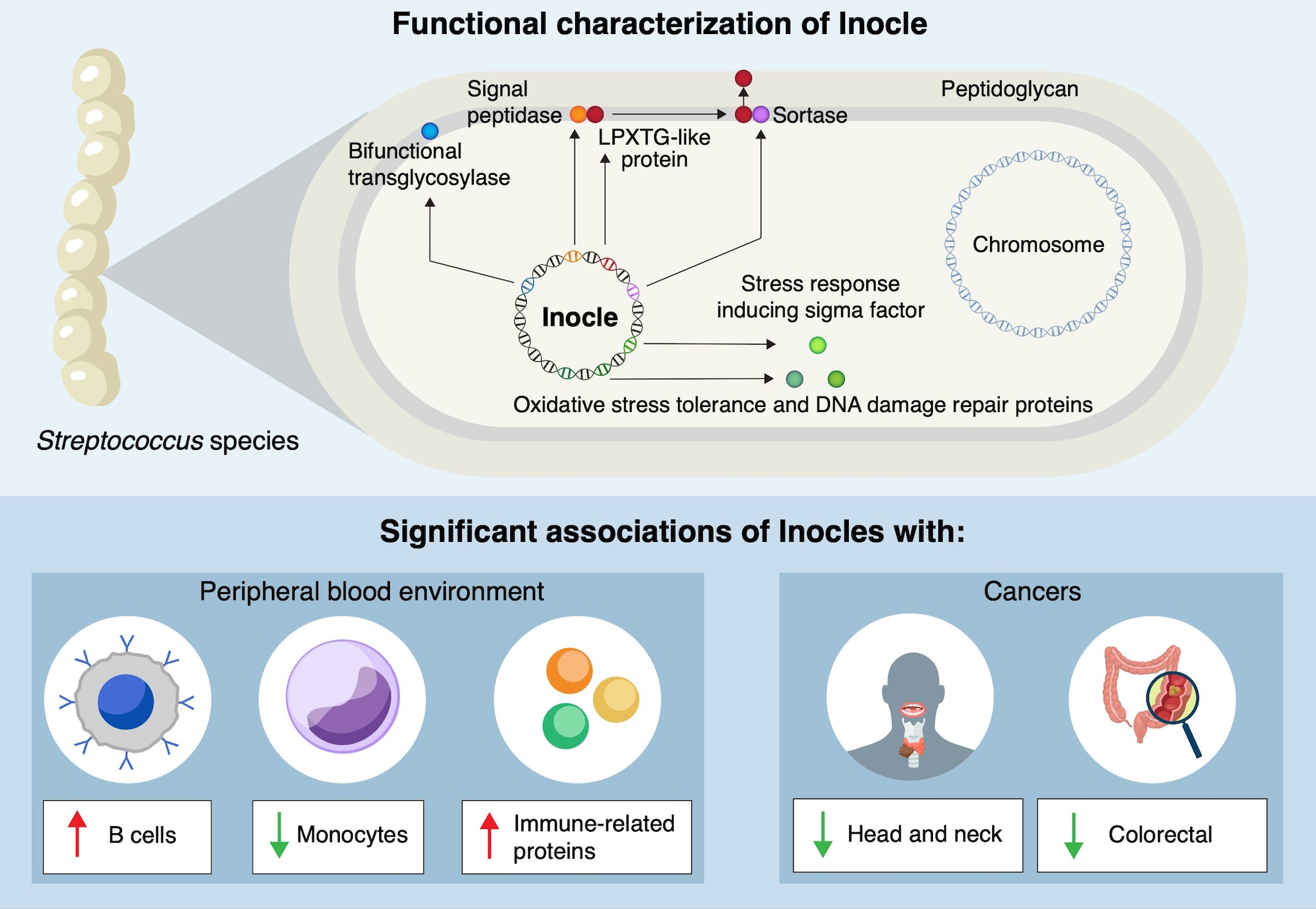 La presenza degli Inocles nei batteri del cavo orale e l’associazione col cancro. Credit: Kiguchi et al./Nature Communications