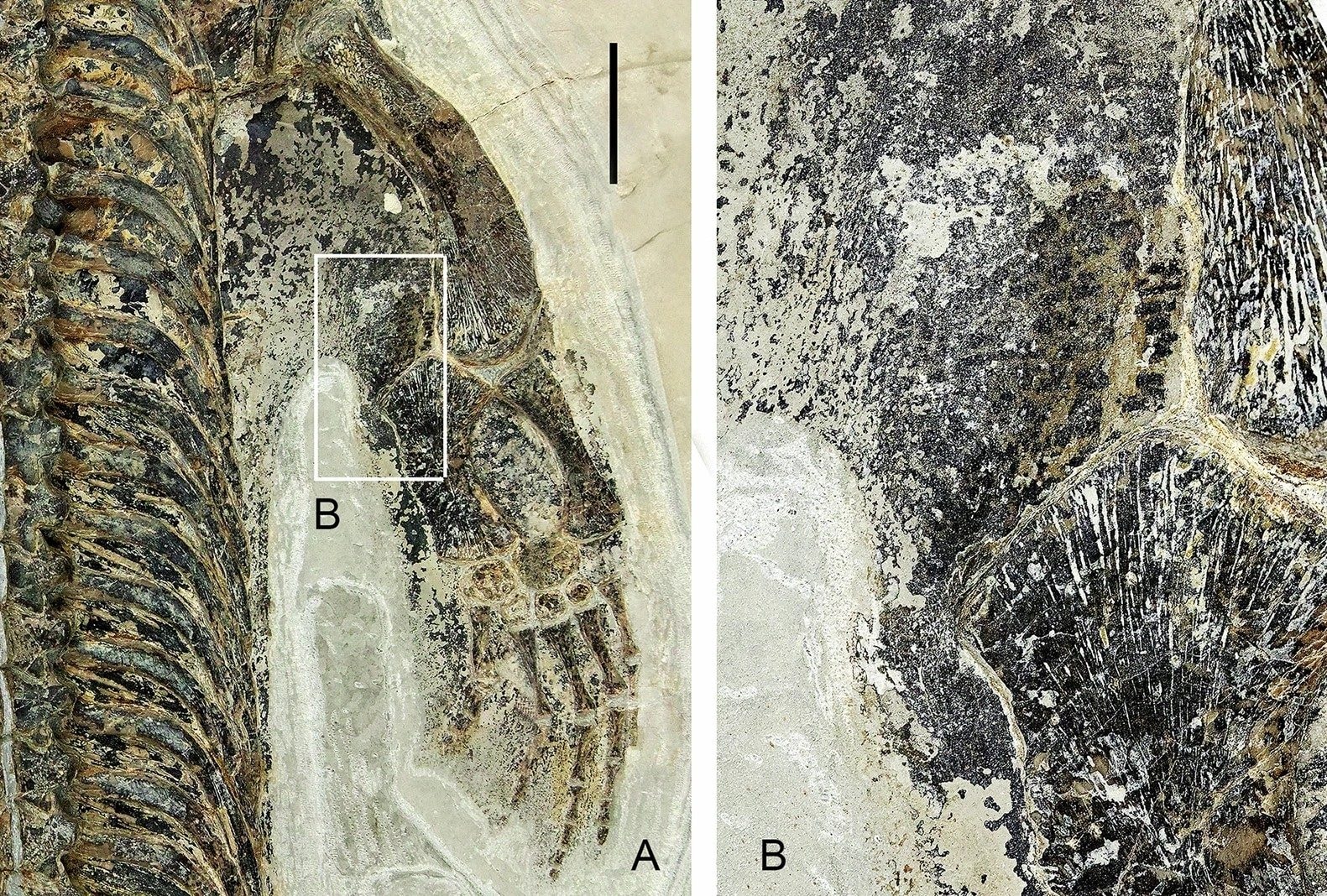 Dettagli delle squame. Credit: Renesto et al., Swiss Journal of Palaeontology