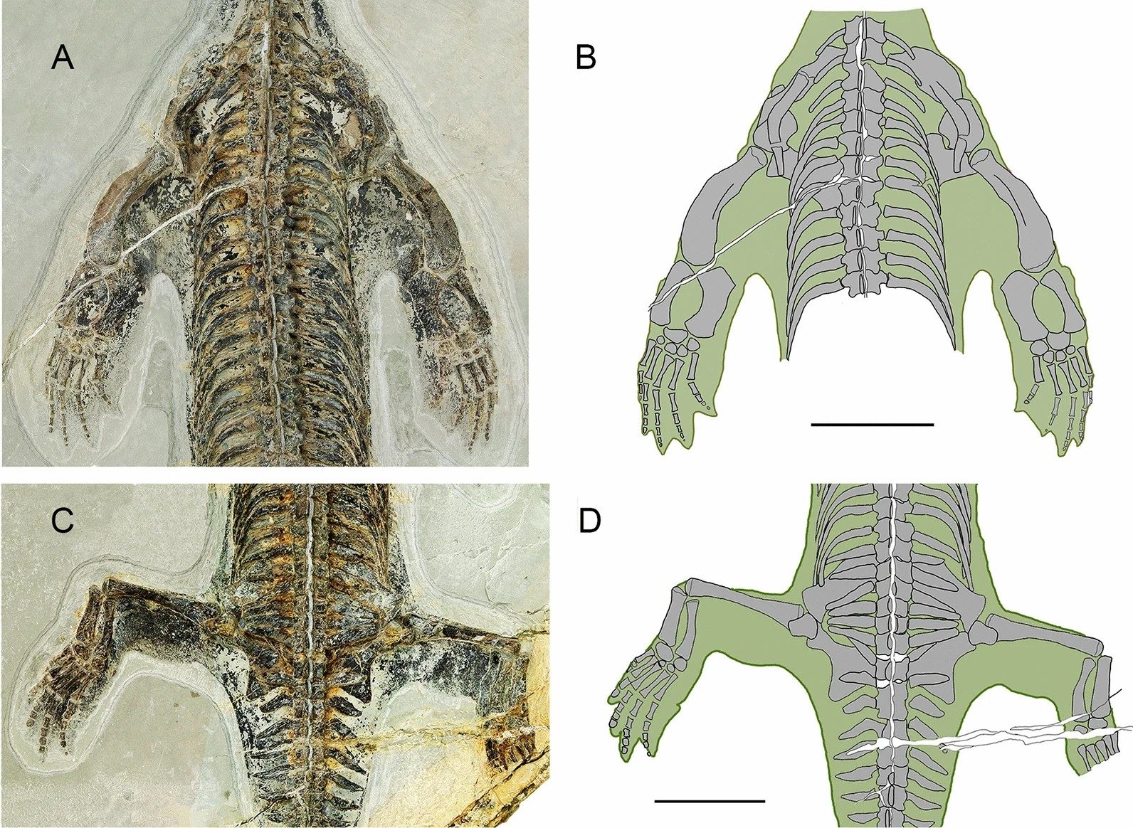 L’eccellente stato di conservazione del lariosauro. Credit: Renesto et al., Swiss Journal of Palaeontology
